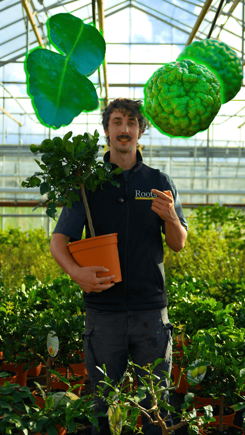 Is this the most productive citrus tree?