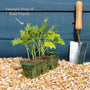 Curly Kale Plants Vegetables