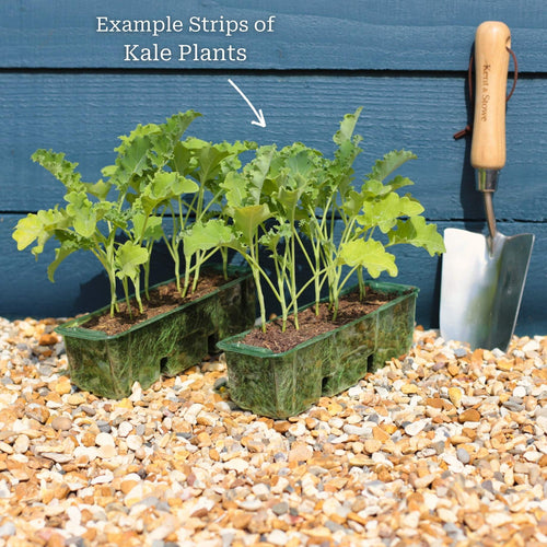 Curly Kale Plants Vegetables