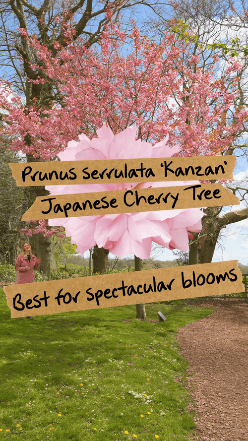 Which cherry blossom tree has the most spectacular blooms?