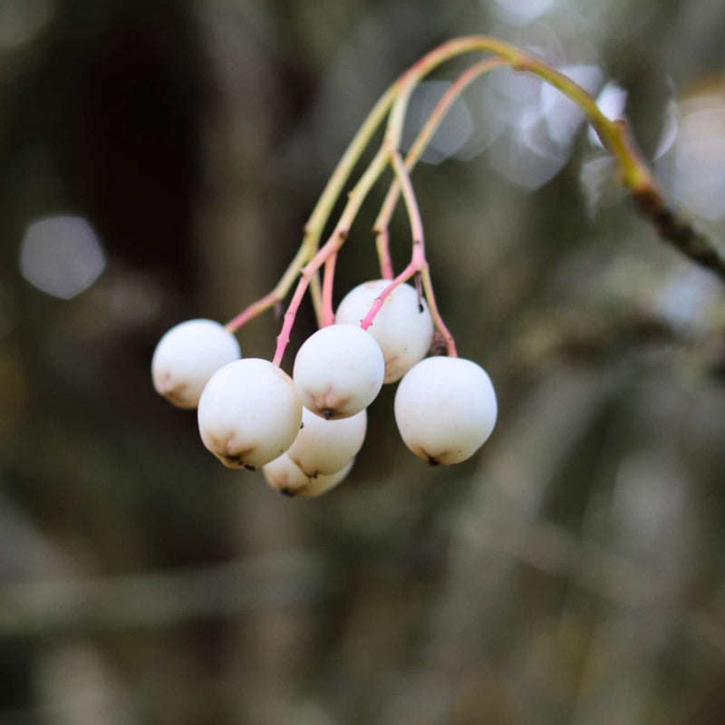 Kashmir Rowan Tree | Sorbus cashmiriana Ornamental Trees