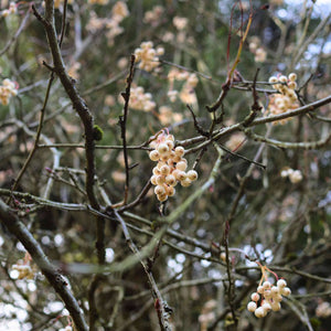 Kashmir Rowan Tree | Sorbus cashmiriana Ornamental Trees