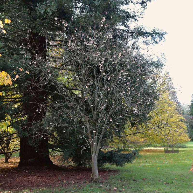 Kashmir Rowan Tree | Sorbus cashmiriana Ornamental Trees