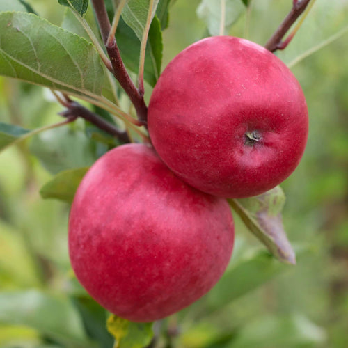 'Katy' Apple Tree Fruit Trees