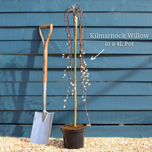 'Kilmarnock' Dwarf Weeping Willow Tree | Salix caprea Ornamental Trees