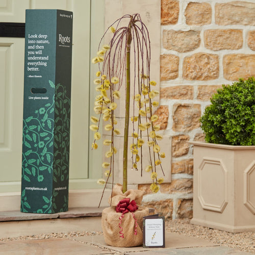 Dwarf Weeping Willow Tree Gift Gift Option