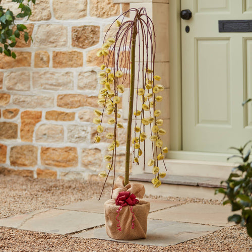 Dwarf Weeping Willow Tree Gift Gift Option