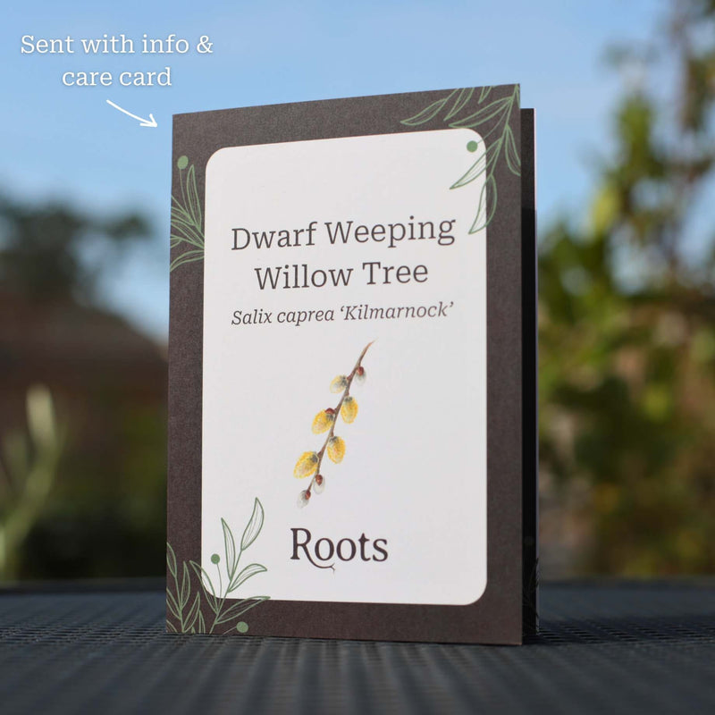 Dwarf Weeping Willow Tree Gift Gift Option