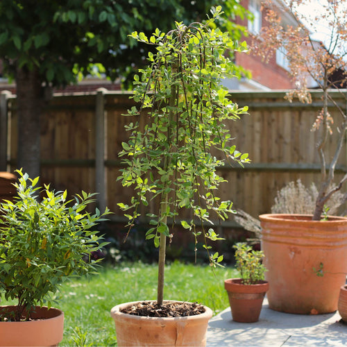 'Kilmarnock' Dwarf Weeping Willow Tree | Salix caprea Ornamental Trees
