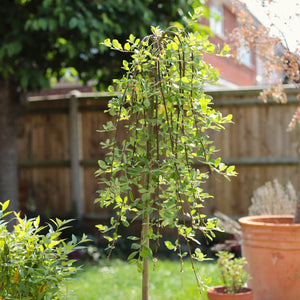 'Kilmarnock' Dwarf Weeping Willow Tree | Salix caprea Ornamental Trees