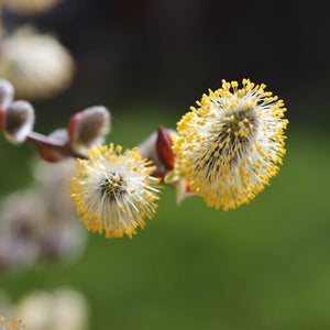 'Kilmarnock' Dwarf Weeping Willow Tree | Salix caprea Ornamental Trees