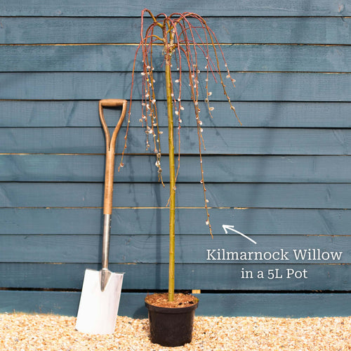 'Kilmarnock' Dwarf Weeping Willow Tree | Salix caprea Ornamental Trees