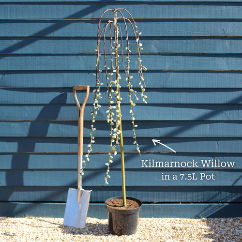 'Kilmarnock' Dwarf Weeping Willow Tree | Salix caprea Ornamental Trees