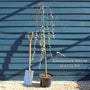 'Kilmarnock' Dwarf Weeping Willow Tree | Salix caprea Ornamental Trees