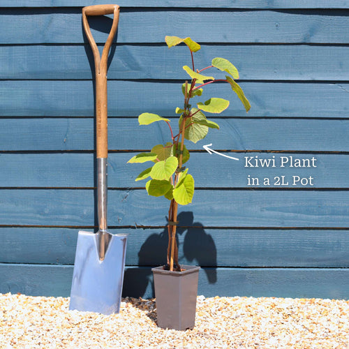 'Jenny' Hardy Kiwi Plant Soft Fruit