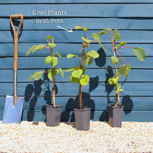 'Jenny' Hardy Kiwi Plant Soft Fruit