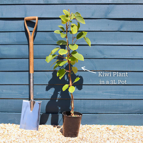 'Issai' Hardy Kiwi Plant Soft Fruit