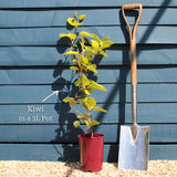 'Issai' Hardy Kiwi Plant Soft Fruit