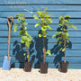 'Issai' Hardy Kiwi Plant Soft Fruit