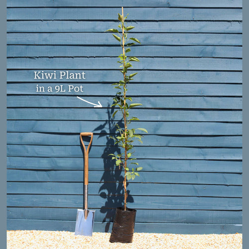 'Jenny' Hardy Kiwi Plant Soft Fruit