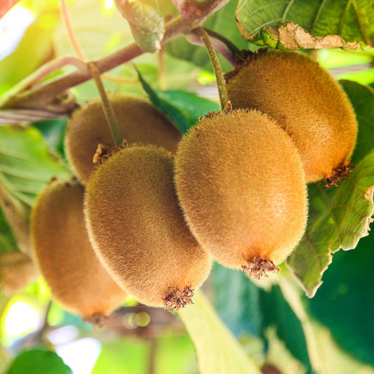 'Herma' Kiwi Plant Soft Fruit
