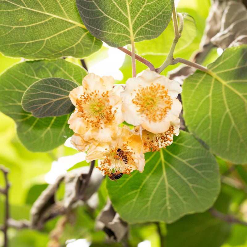 'Herma' Kiwi Plant Soft Fruit