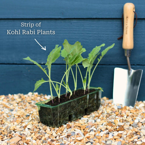 'Korist F1' Kohl Rabi Plants Vegetables