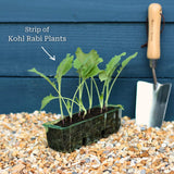 'Korist F1' Kohl Rabi Plants Vegetables