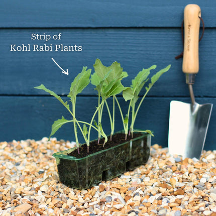 'Korist F1' Kohl Rabi Plants Vegetables