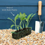 'Korist F1' Kohl Rabi Plants Vegetables