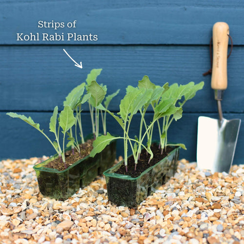 Kohl Riim 'Korist F1' Kohl Rabi Plants – Roots Plants