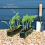 'Korist F1' Kohl Rabi Plants Vegetables