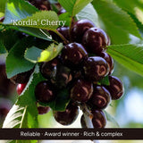 Patio Cherry Tree Trained Fruit Trees