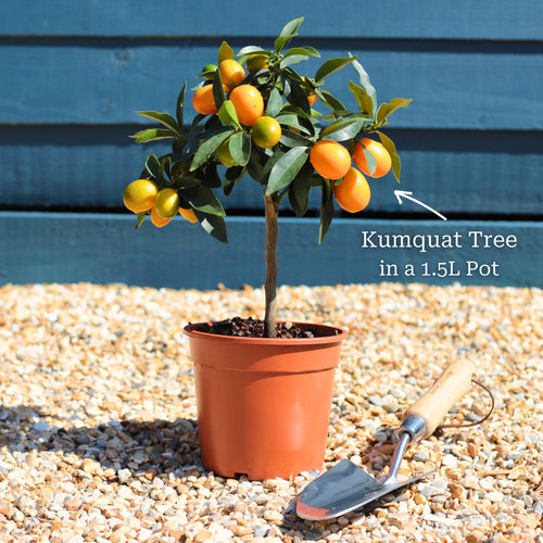 Grafted Patio Kumquat Tree Trained Fruit Trees