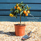 Grafted Patio Kumquat Tree Trained Fruit Trees