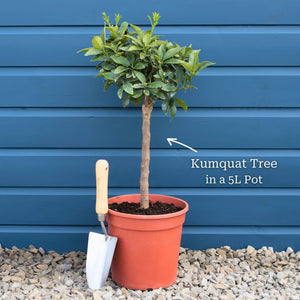 Grafted Patio Kumquat Tree Mediterranean Fruit Trees