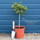 Grafted Patio Kumquat Tree Mediterranean Fruit Trees