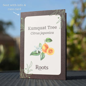Kumquat Tree Gift Gift Option