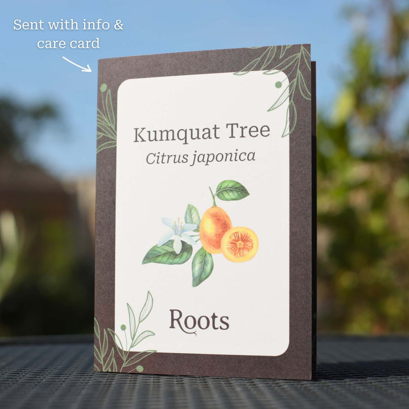 Kumquat Tree Gift Gift Option