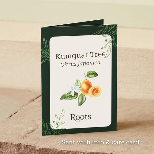 The Kumquat Tree Gift Gift Option
