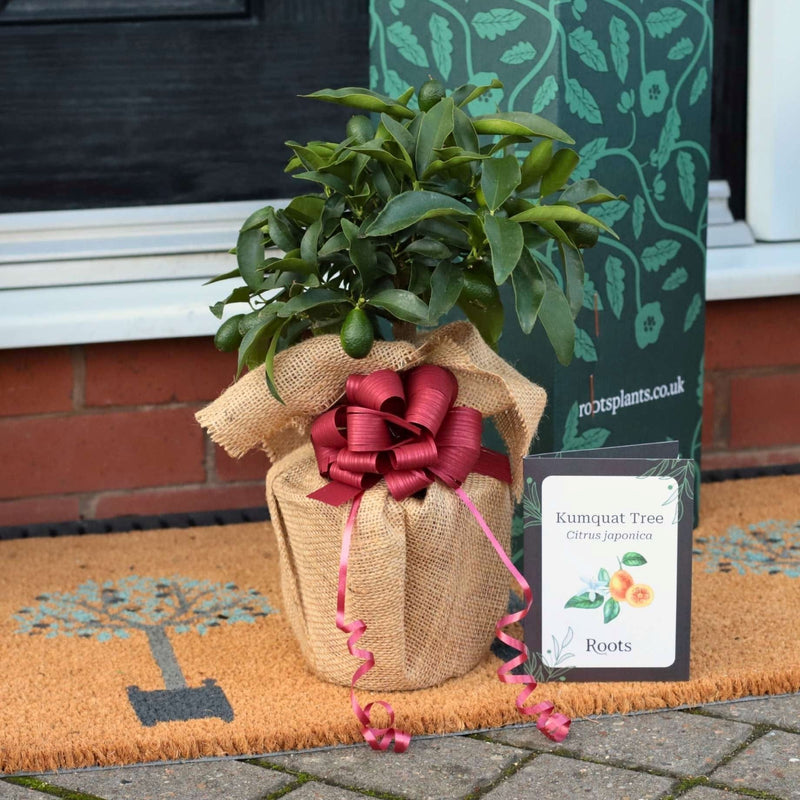 Kumquat Tree Gift Gift Option