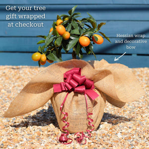 Grafted Patio Kumquat Tree Trained Fruit Trees