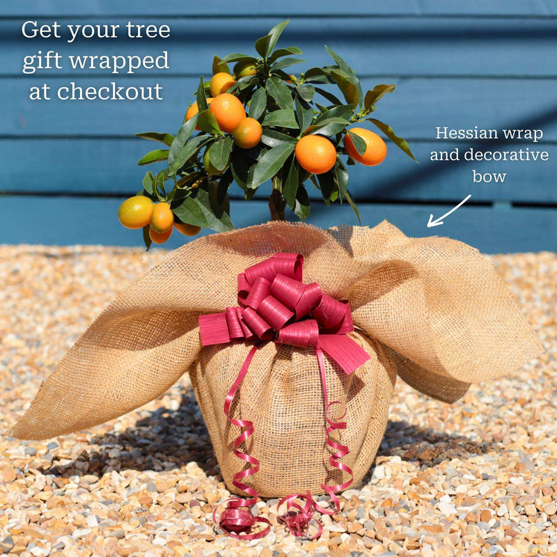 Grafted Patio Kumquat Tree Trained Fruit Trees