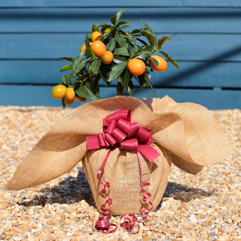 Kumquat Tree Gift Gift Option