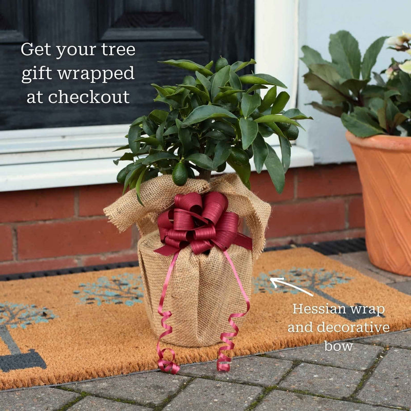 Grafted Patio Kumquat Tree Mediterranean Fruit Trees