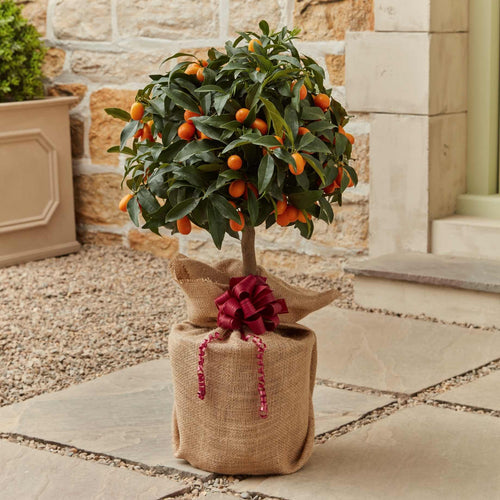 The Kumquat Tree Gift Gift Option