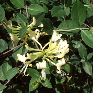 European Honeysuckle | Lonicera periclymenum 'G.S. Thomas' Climbing Plants