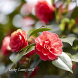 Camellia Gift Gift Option