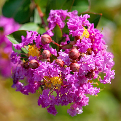 Crepe Myrtle | Lagerstroemia indica Shrubs