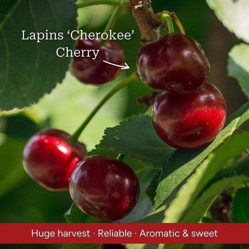 Mini Orchard Collection | Cherry, Pear & Plum Trees Fruit Trees